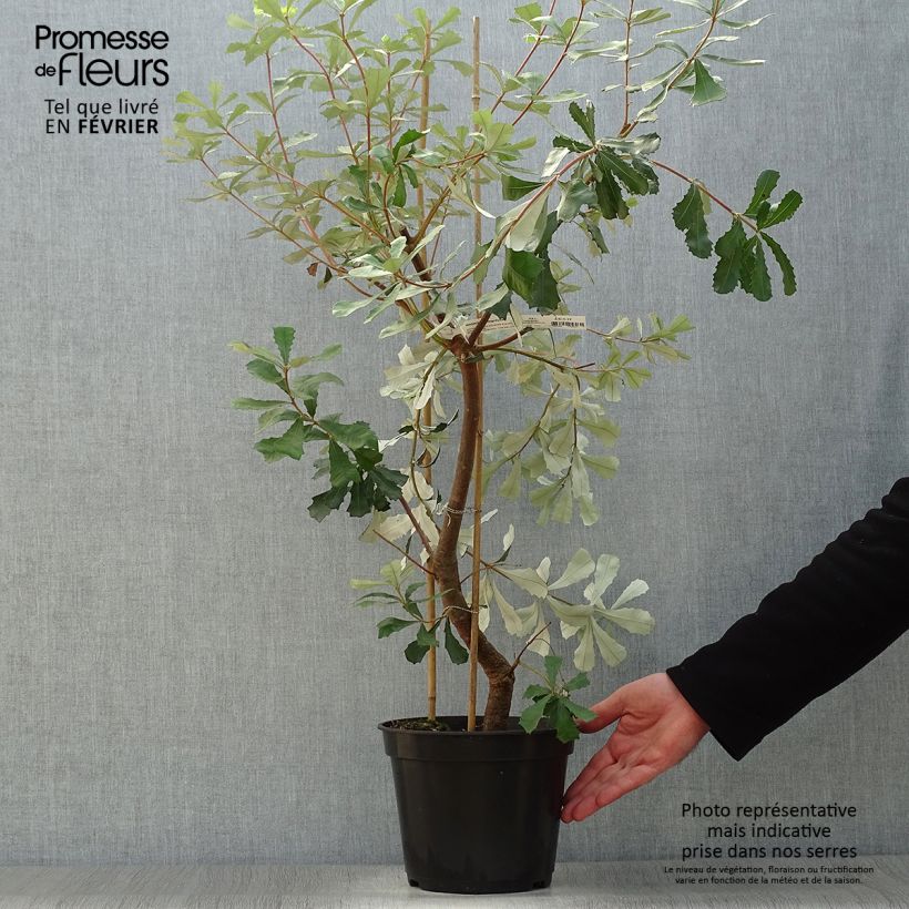 Exemplar von Banksia integrifolia - Banksie Topf mit 3L/4L wie im Winter geliefert