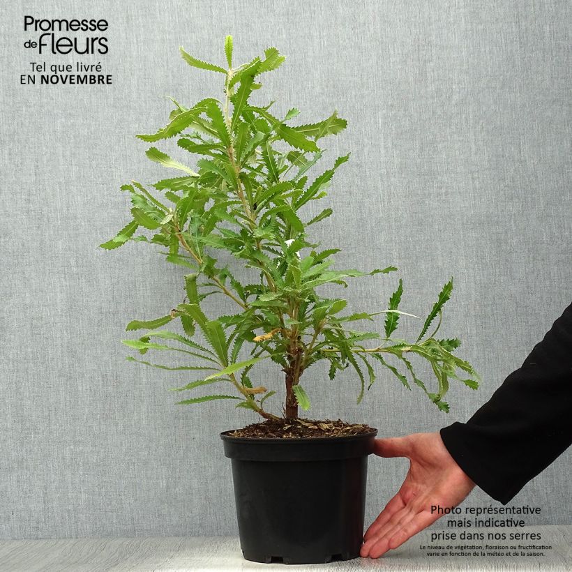 Exemplar von Banksia serrata - Banksie Topf mit 4L/5L wie im Herbst geliefert