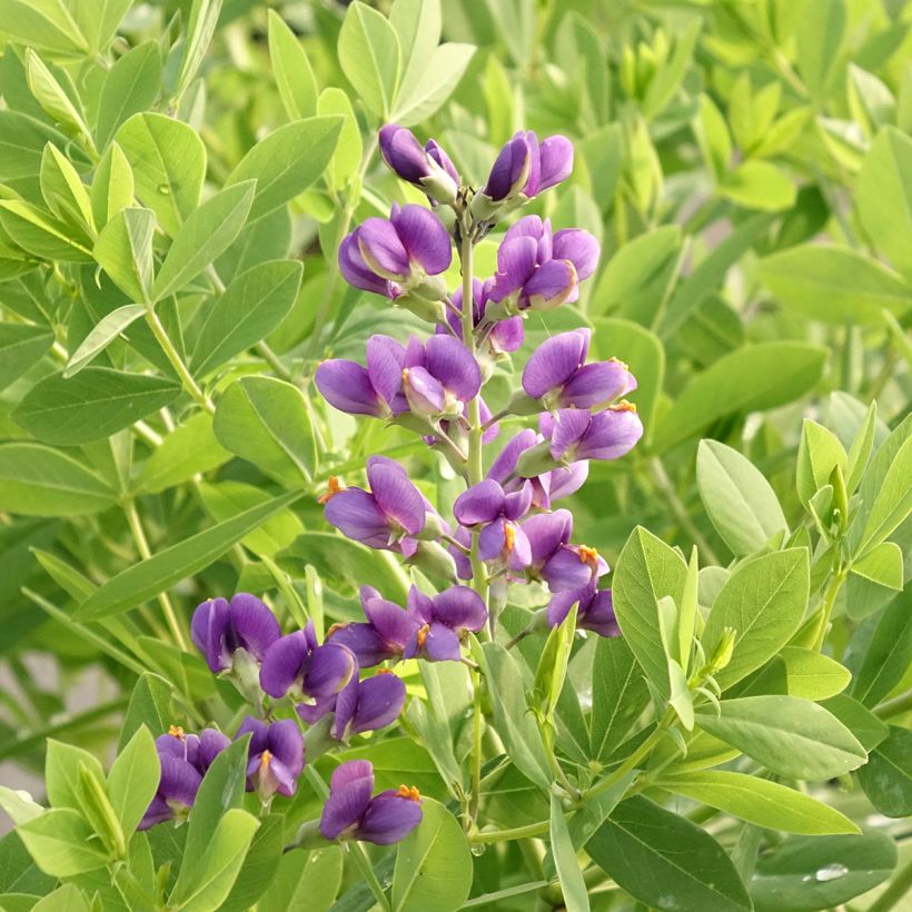 Baptisia Decadence Blueberry Sundae - Indigolupine (Blüte)