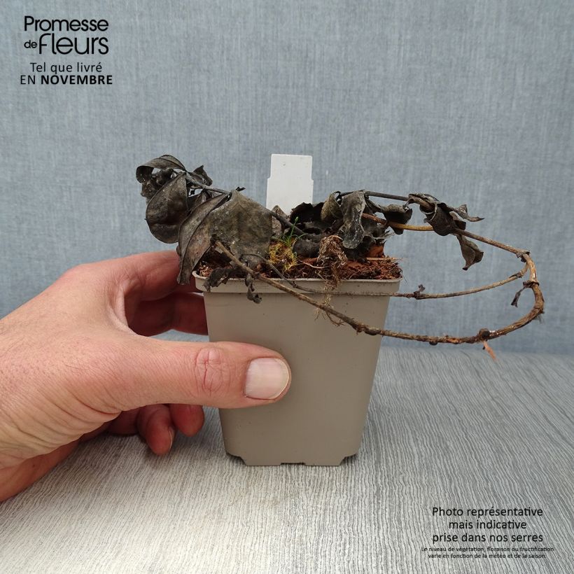 Exemplar von Baptisia Decadence Blueberry Sundae - Indigolupine Kleine Töpfe von 8/9 cm wie im Herbst geliefert