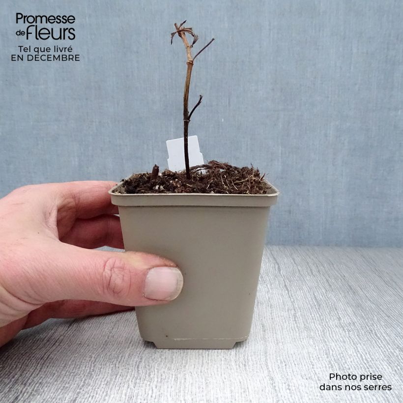 Exemplar von Baptisia Decadence Blueberry Sundae - Indigolupine Kleine Töpfe von 8/9 cm wie im Winter geliefert