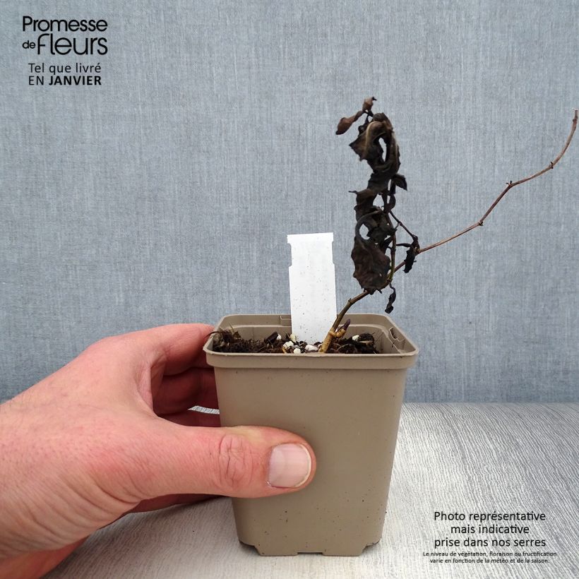 Exemplar von Baptisia australis Caspian Blue - Indigolupine Kleine Töpfe von 8/9 cm wie im Winter geliefert