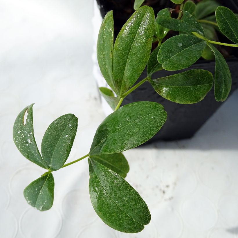Baptisia Cherries Jubilee - Indigolupine (Laub)