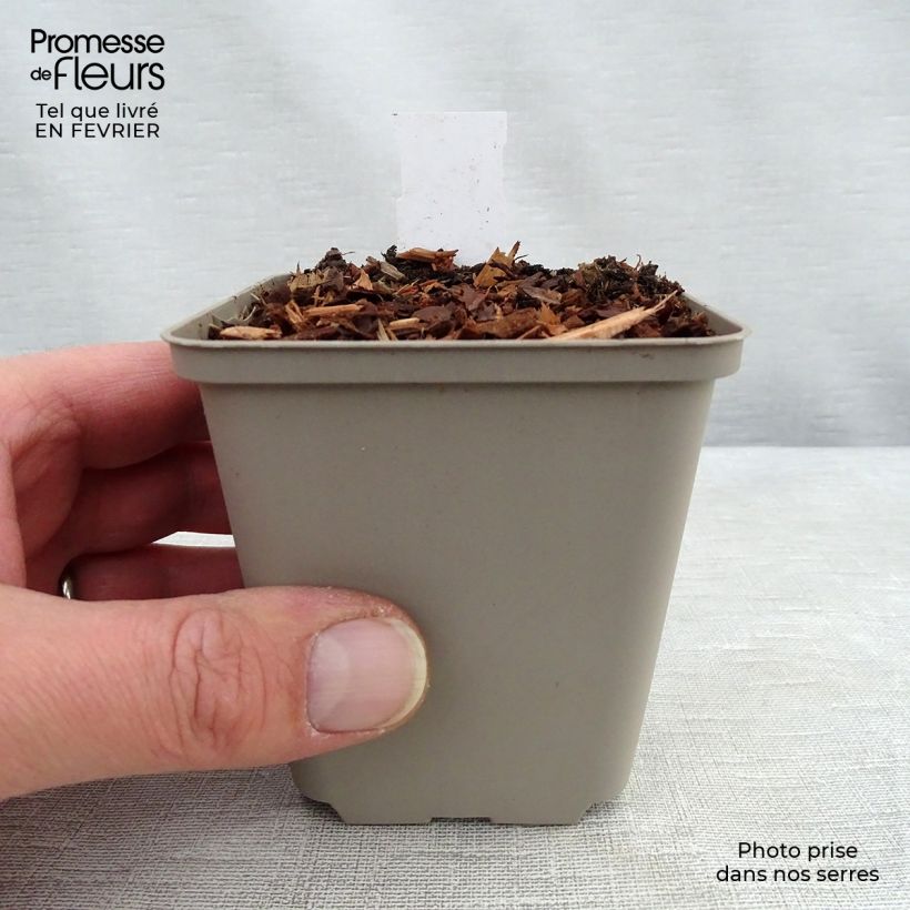 Exemplar von Baptisia Cherries Jubilee - Indigolupine Kleine Töpfe von 8/9 cm wie im Winter geliefert