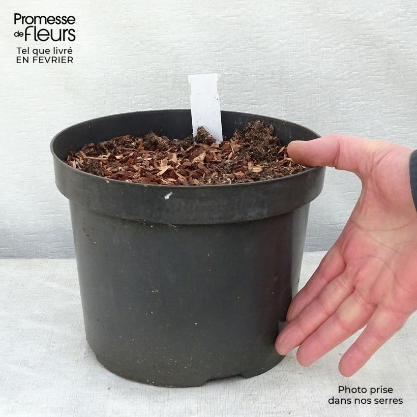 Exemplar von Baptisia Cherries Jubilee - Indigolupine Topf mit 4L/5L wie im Winter geliefert