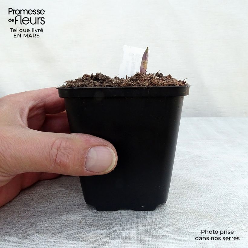 Exemplar von Baptisia Decadence Dutch Chocolate - Indigolupine Kleine Töpfe von 8/9 cm wie im Winter geliefert