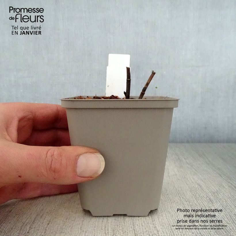 Exemplar von Baptisia Indigo Spires - Indigolupine Kleine Töpfe von 8/9 cm wie im Winter geliefert