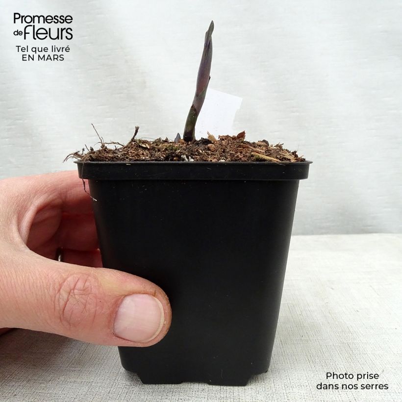 Exemplar von Baptisia Indigo Spires - Indigolupine Kleine Töpfe von 8/9 cm wie im Frühjahr geliefert