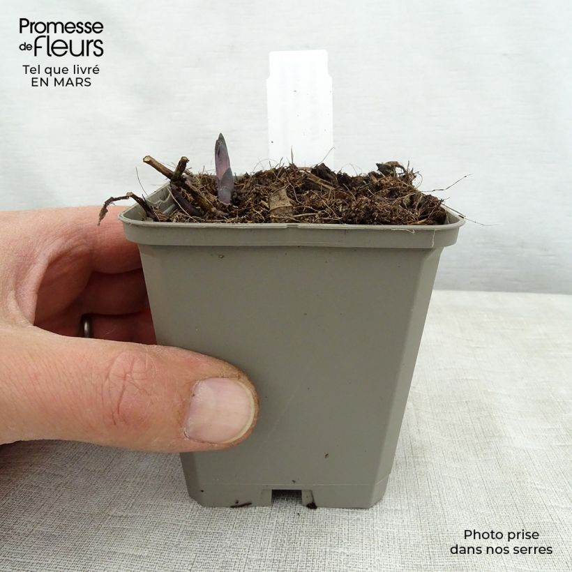 Exemplar von Baptisia Decadence Lemon Meringue - Indigolupine Kleine Töpfe von 8/9 cm wie im Frühjahr geliefert