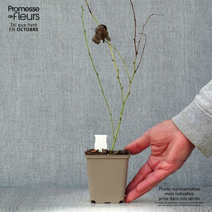 Exemplar von Baptisia Starlite Prairieblues - Indigolupine Kleine Töpfe von 8/9 cm wie im Herbst geliefert