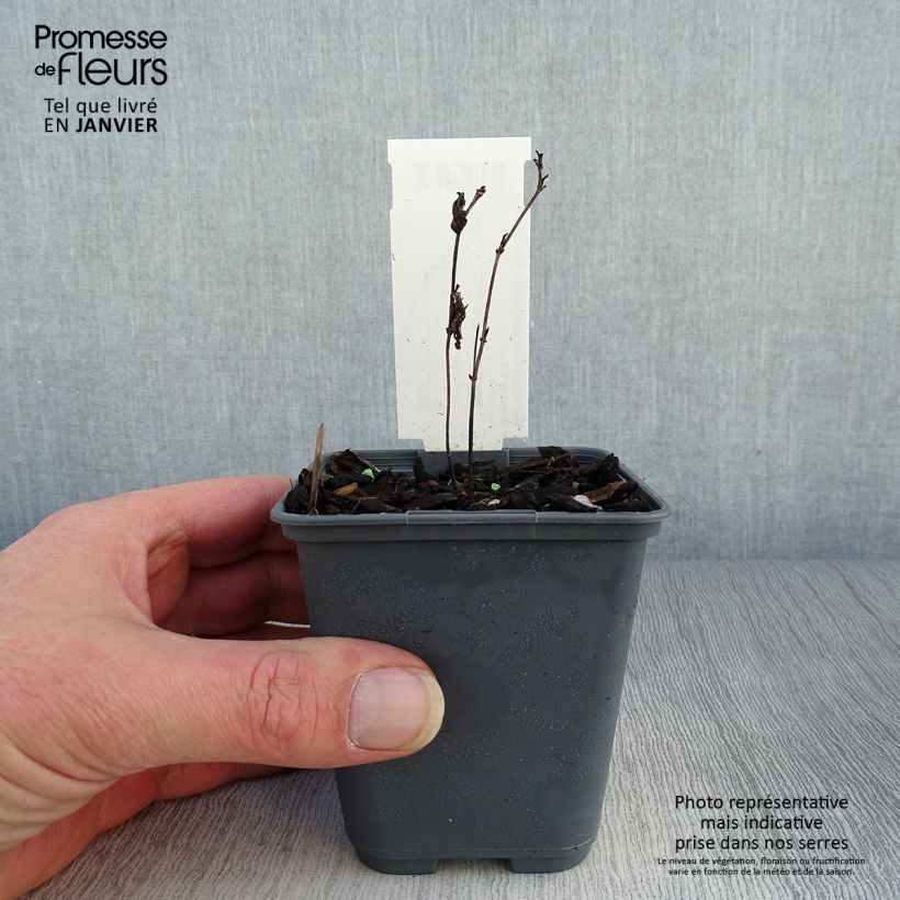 Exemplar von Baptisia alba var macrophylla - Weiße Indigolupine Kleine Töpfe von 8/9 cm wie im Winter geliefert