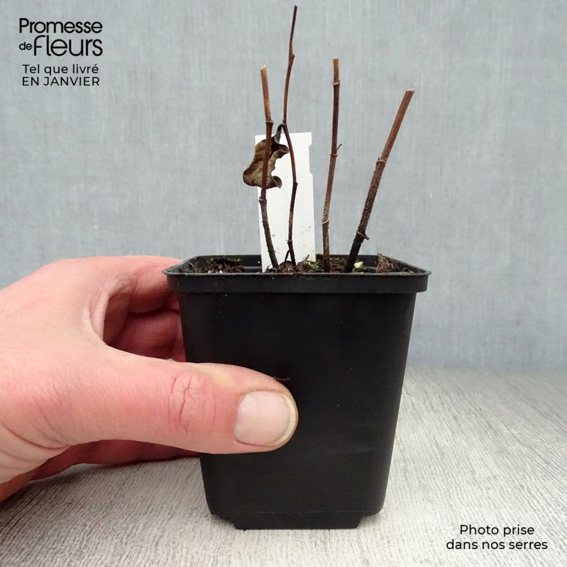 Exemplar von Baptisia sphaerocarpa - Färberhülse Kleine Töpfe von 8/9 cm wie im Winter geliefert