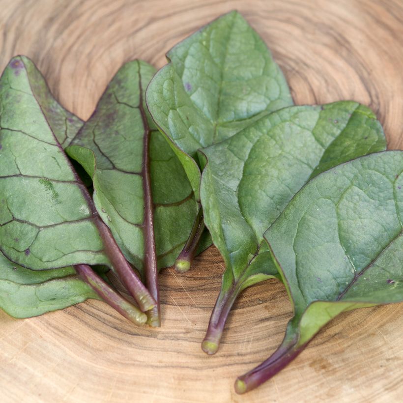 Malabarspinat Select Red - Basella alba (Laub)