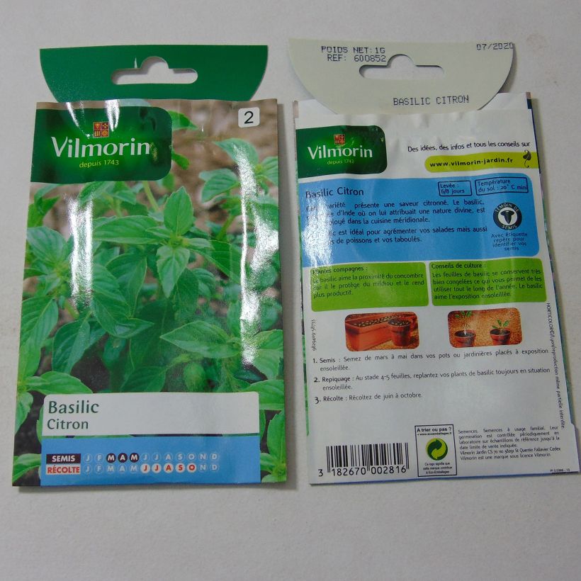 Beispiel eines Exemplars von Basilikum Citron - Vilmorin - Ocimum basilicum die Tüte mit 800 Samen (1g) wie geliefert