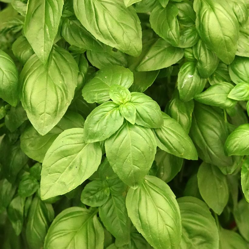 Basilikum Genovese Everleaf Emerald Tower (Samen) (Laub)