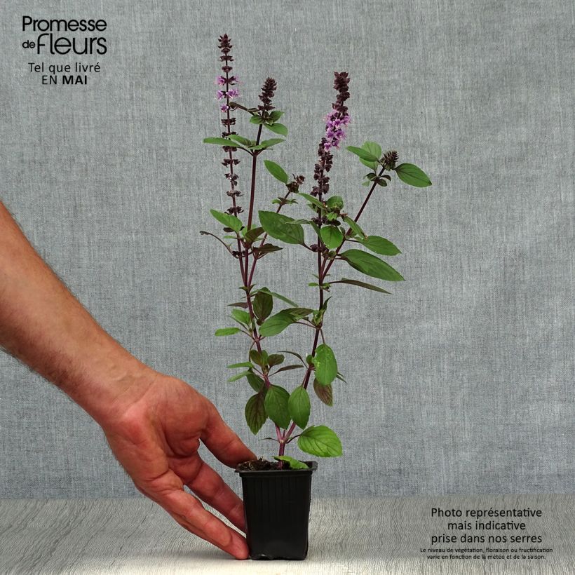 Exemplar von Kampfer-Basilikum Magic Mountain - Ocimum kilimandscharicum Kleine Töpfe von 7/8 cm wie im Frühjahr geliefert