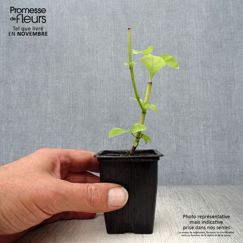 Exemplar von Basilikum Selloi - Ocimum fragrantissimum Kleine Töpfe von 8/9 cm wie im Herbst geliefert