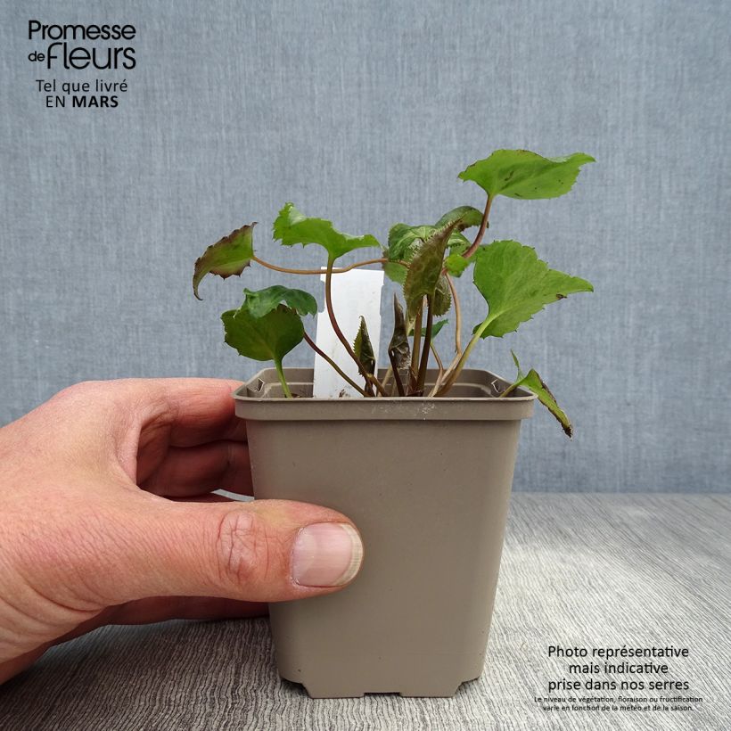 Exemplar von Beesia calthifolia Kleine Töpfe von 8/9 cm wie im Frühjahr geliefert