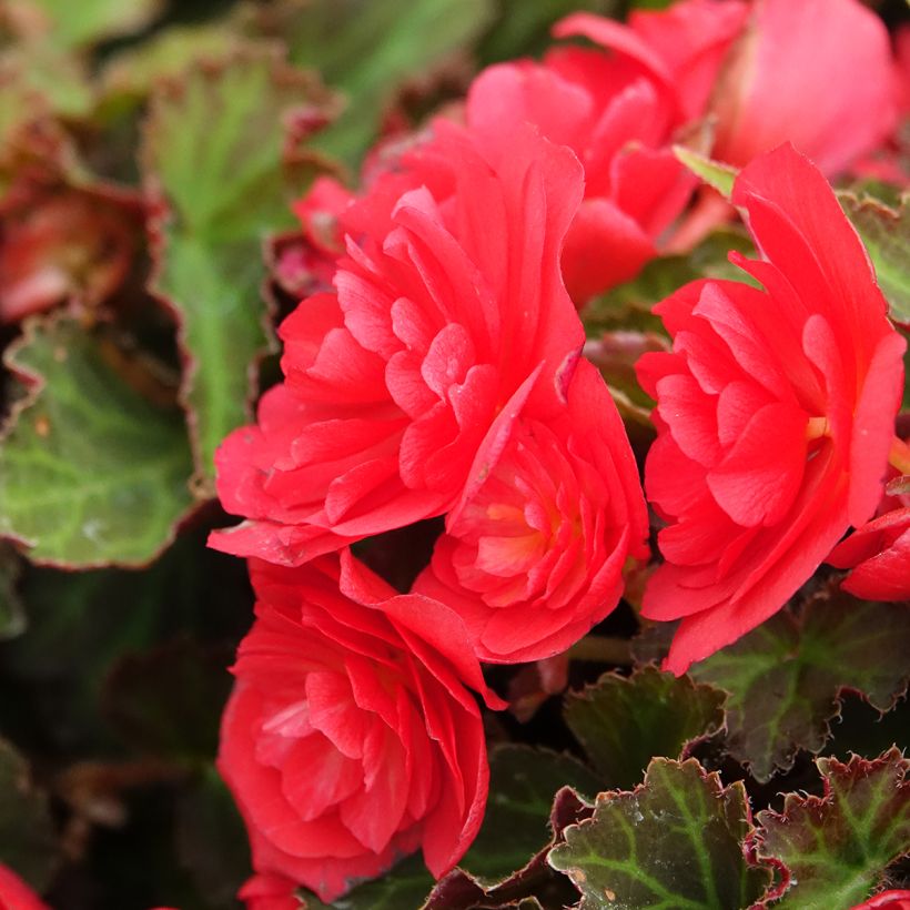 Begonie Bellissa Red - Begonia (Blüte)