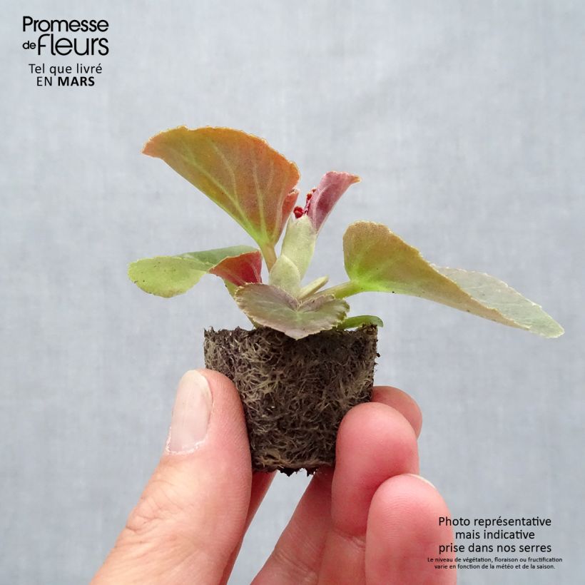Exemplar von Begonie F1 Big Rose Bronze Leaf - Begonia Mini-Plug Ø 3/4 cm wie im Frühjahr geliefert