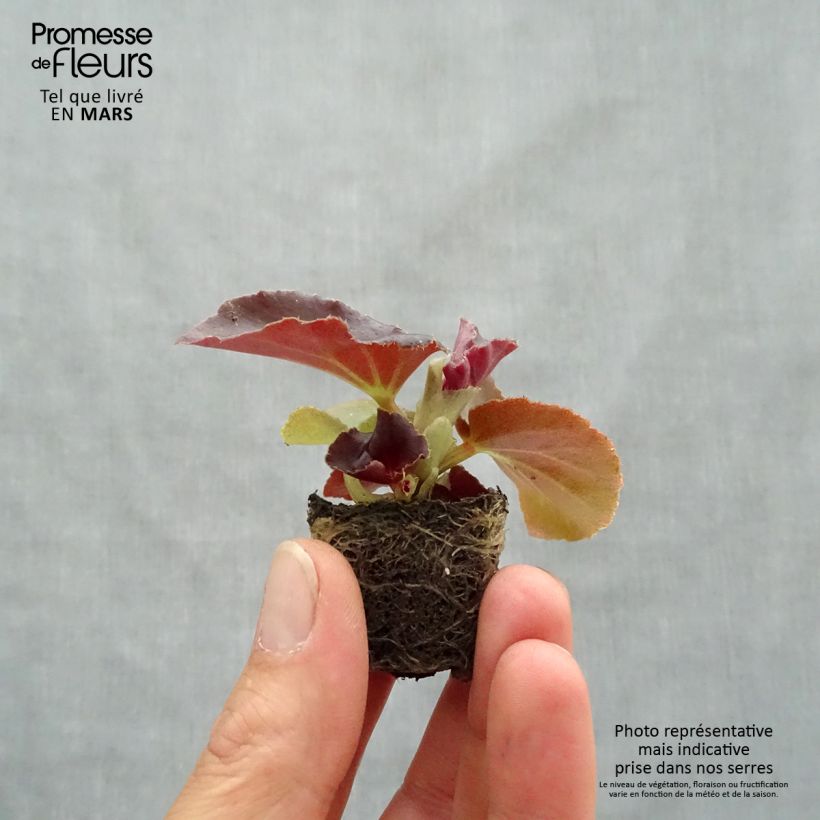 Exemplar von Begonie F1 Big Red Bronze Leaf - Begonia Mini-Plug Ø 3/4 cm wie im Frühjahr geliefert