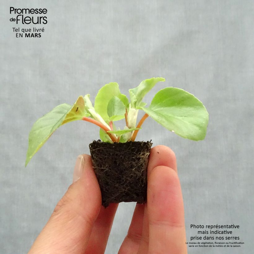Exemplar von Begonie Dragon Wing Red - Begonia semperflorens Mini-Plug Ø 3/4 cm wie im Frühjahr geliefert