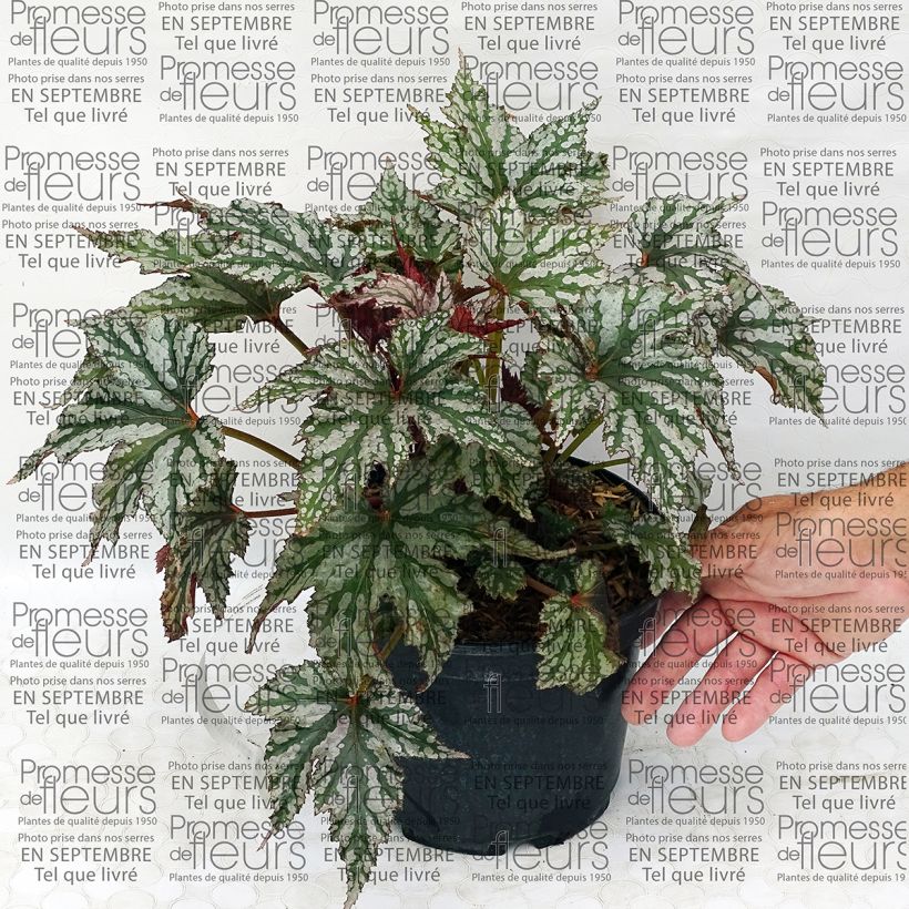 Beispiel eines Exemplars von Begonie Garden Angel Silver - Begonia Topf mit 2L/3L wie geliefert