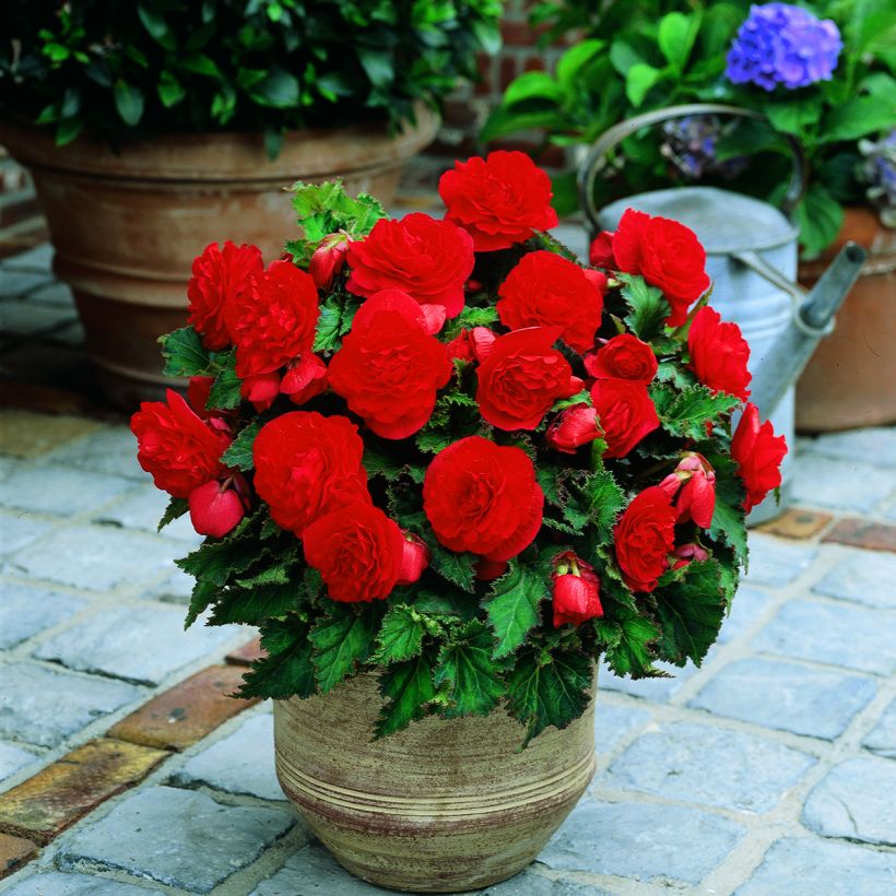 Begonie Non Stop Scarlet - Begonia multiflora (Hafen)