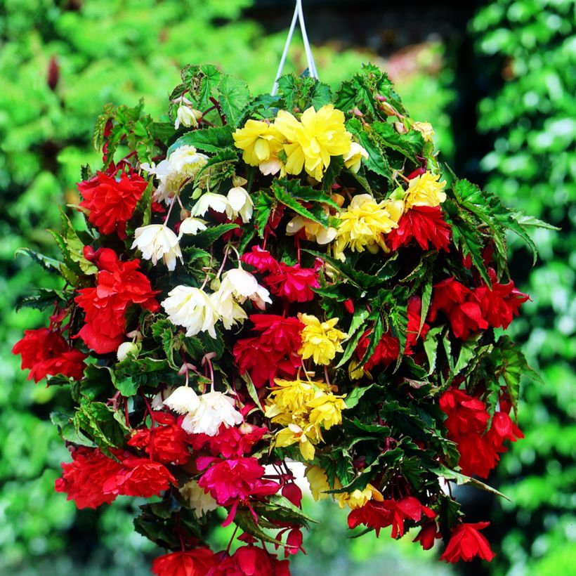 Begonia Pendula mix 6 Farben (Blüte)