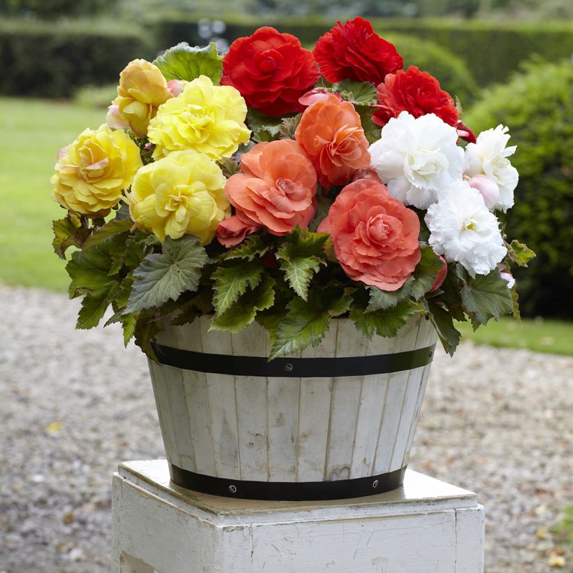 Begonia Superba mix 5 couleurs - fleurs doubles (Hafen)