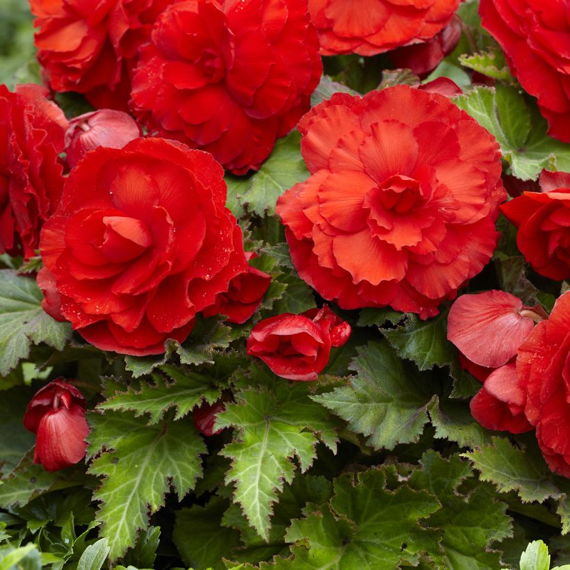 Begonia Superba Red (Blüte)