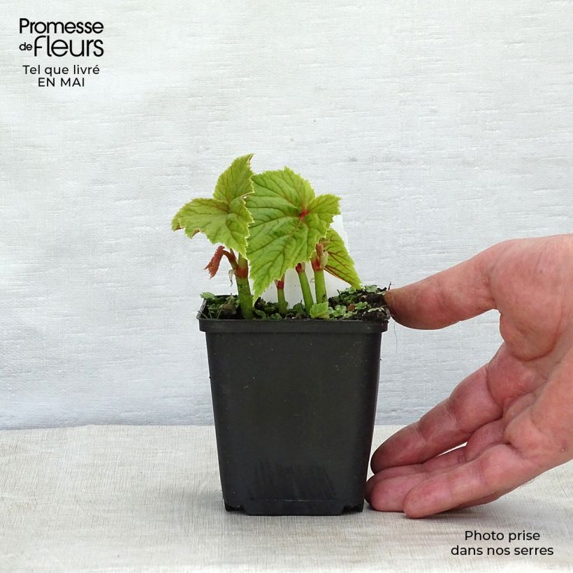 Exemplar von Begonia grandis subsp. evansiana - Begonie Kleine Töpfe von 8/9 cm wie im Frühjahr geliefert