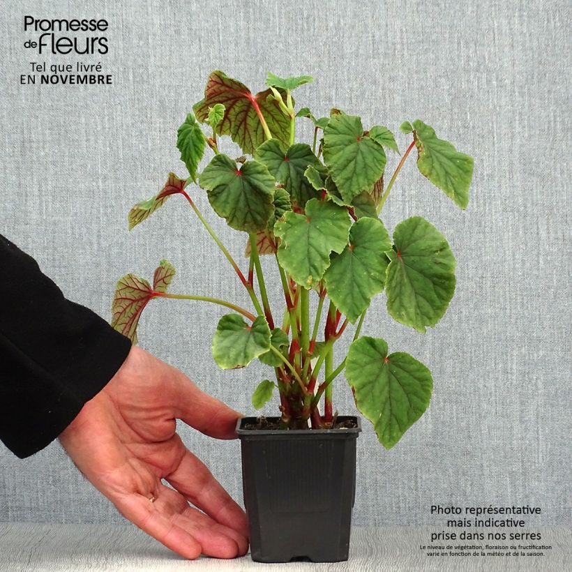 Exemplar von Begonia grandis subsp. evansiana - Begonie Kleine Töpfe von 8/9 cm wie im Herbst geliefert