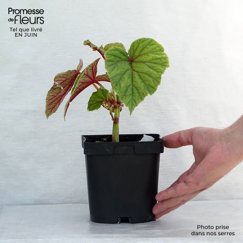 Exemplar von Begonia grandis subsp. evansiana - Begonie Kleine Töpfe von 8/9 cm wie im Sommer geliefert