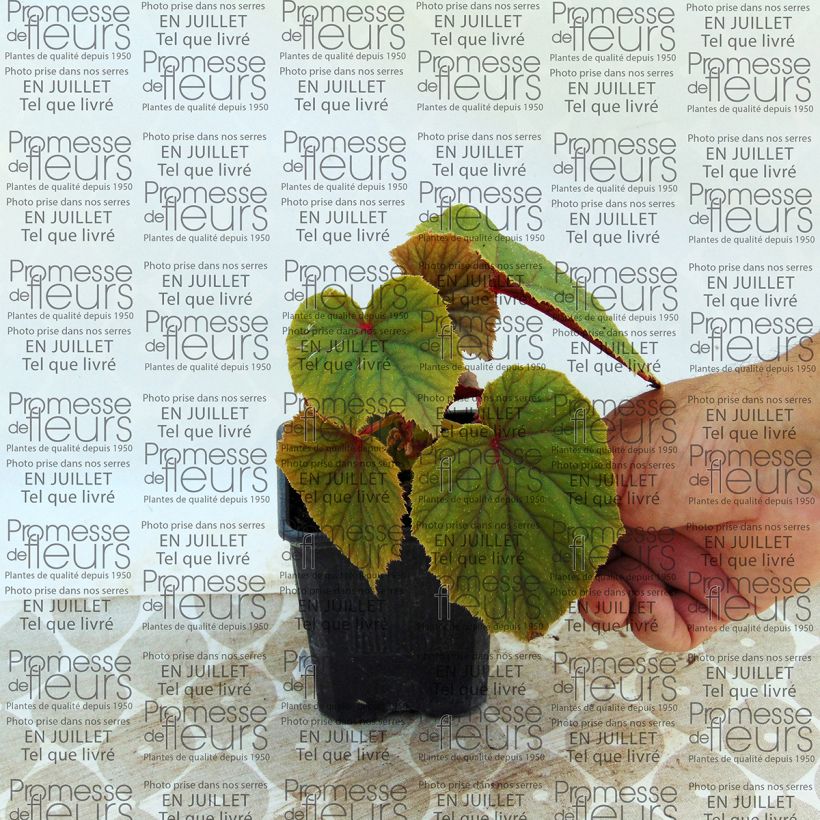 Beispiel eines Exemplars von Begonia grandis subsp. evansiana var. alba - Begonie Kleine Töpfe von 8/9 cm wie geliefert