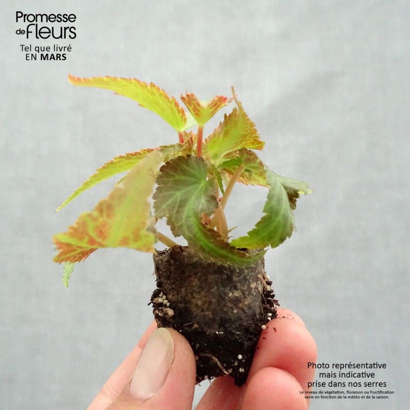 Exemplar von Begonie Belleconia Citrus - Begonia Mini-Plug Ø 3/4 cm wie im Frühjahr geliefert