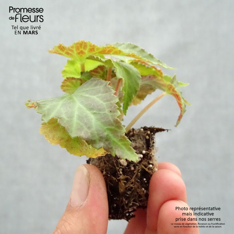 Exemplar von Begonie Belleconia Mango - Begonia Mini-Plug Ø 3/4 cm wie im Frühjahr geliefert