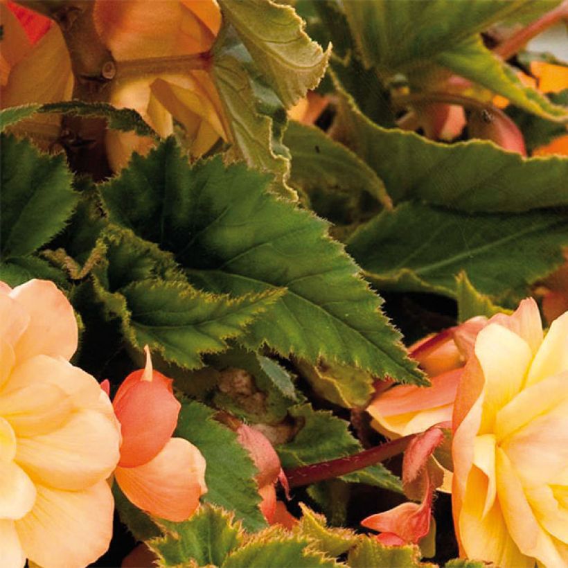 Begonie Illumination Tons Abricots - Begonia pendula (Laub)