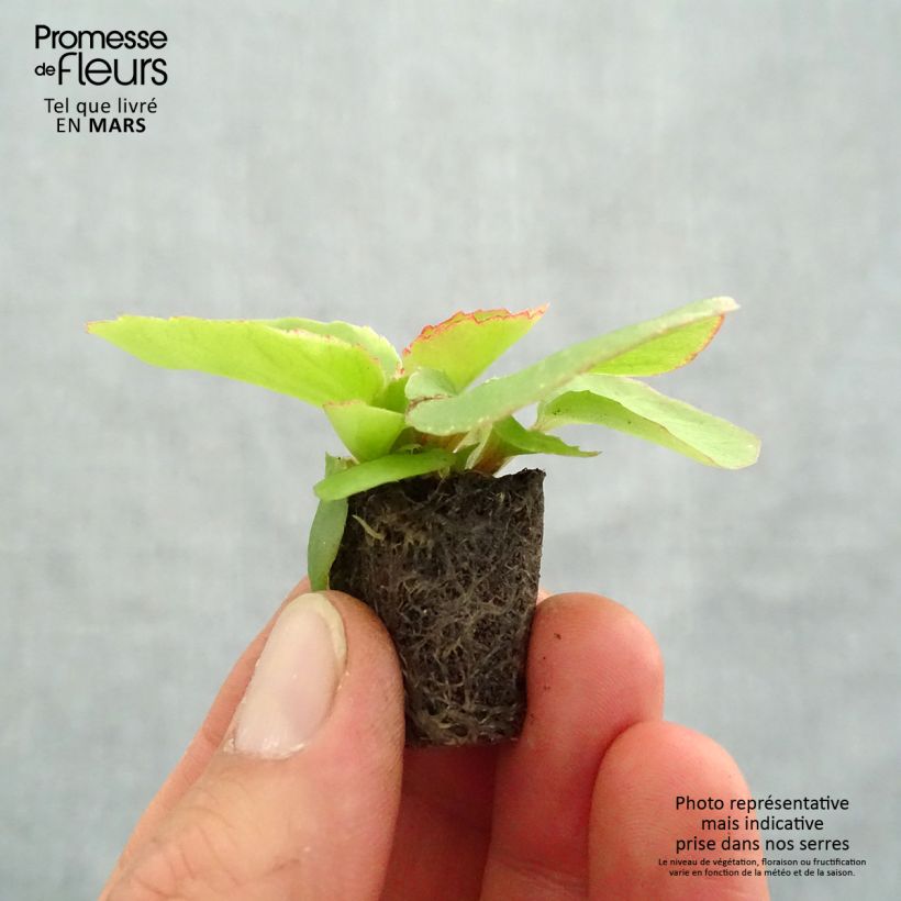Exemplar von Begonie Organdy F1 Mix - Begonia semperflorens Mini-Plug Ø 1,5/2,5 cm wie im Frühjahr geliefert