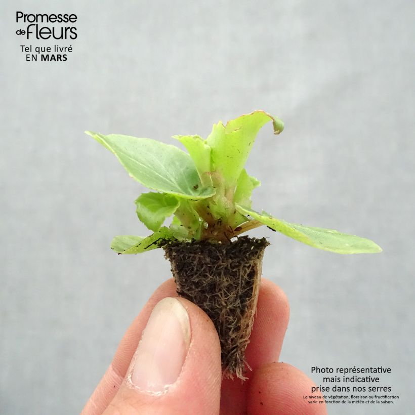 Exemplar von Begonie Organdy F1 Mix - Begonia semperflorens Mini-Plug: Plug 2,2 cm x 2 cm in Anzuchtplatte à 35 Stück wie im Frühjahr geliefert