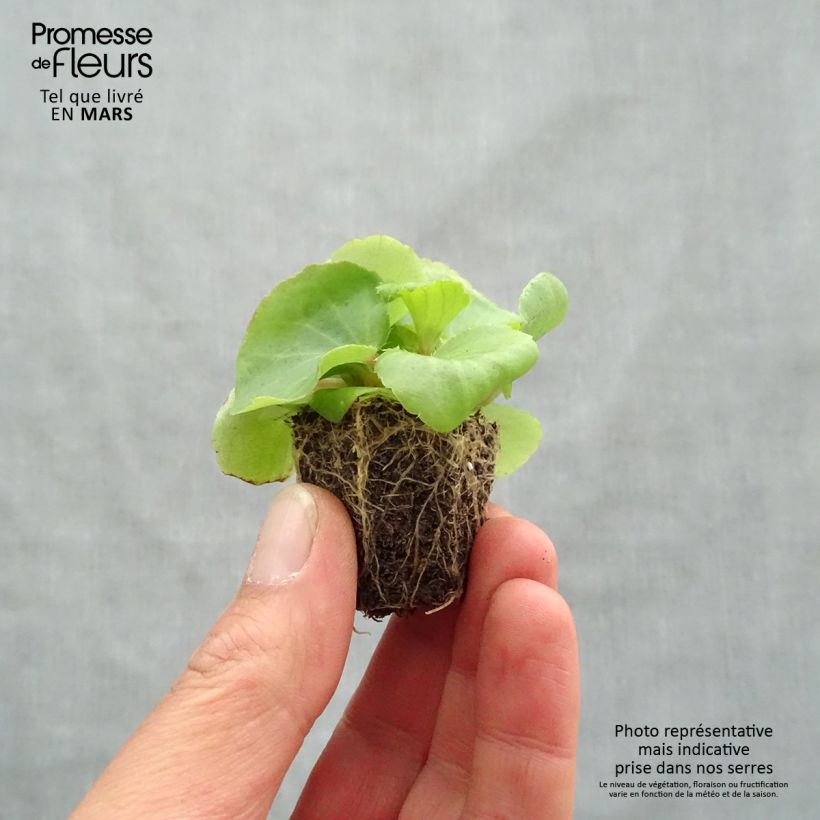 Exemplar von Begonie Super Olympia rose - Begonia semperflorens Jardi-Plug: Wurzelballen 3,8 cm x 3,2 cm in Anzuchtplatte à 15 Stück. wie im Frühjahr geliefert
