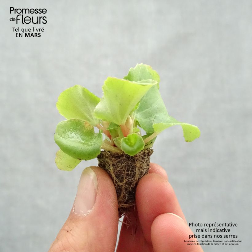 Exemplar von Begonie Super Olympia rose - Begonia semperflorens Mini-Plug: Plug 2,2 cm x 2 cm in Anzuchtplatte à 35 Stück wie im Frühjahr geliefert