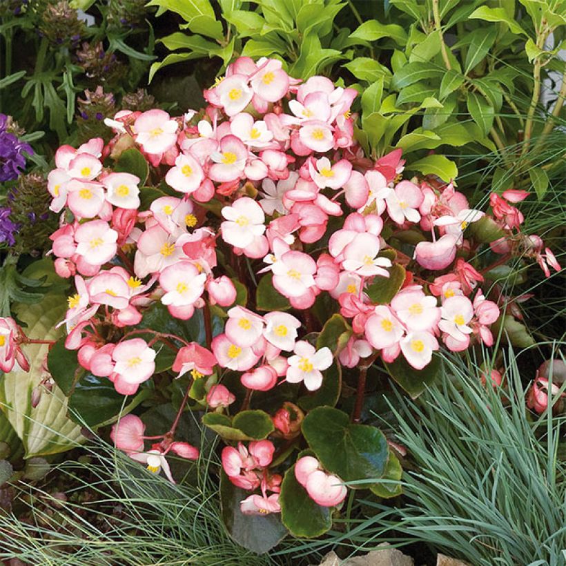 Begonie Maxima Rose Bicolor - Begonia semperflorens (Blüte)