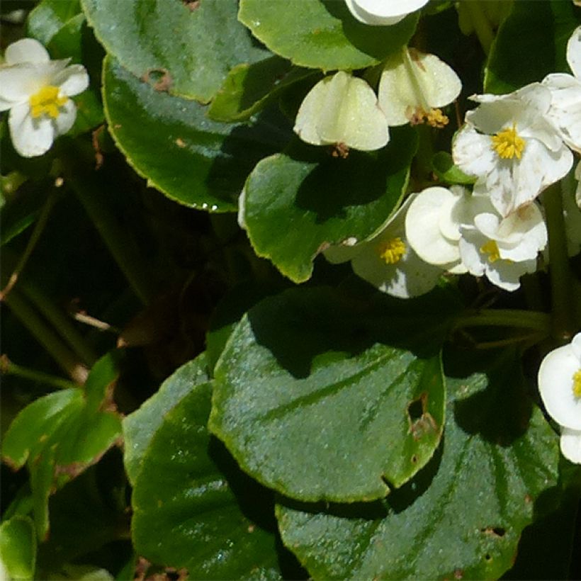 Begonie Super Olympia White - Begonia semperflorens (Laub)