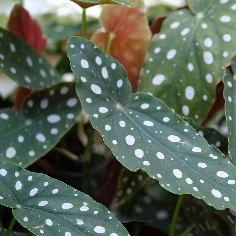 Begonia Wings maculata Silverspot (Laub)