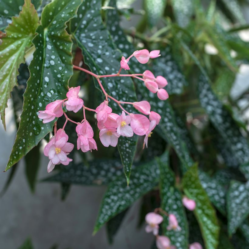Begonia Wings maculata Silverspot (Blüte)