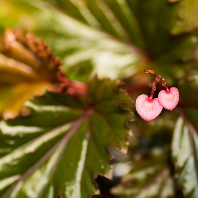 Begonia Wings serratipetala (Blüte)