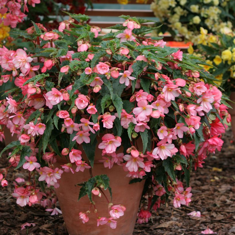 Begonie Chanson Pink and White Bicolor (Samen) - Begonia (Wuchs)