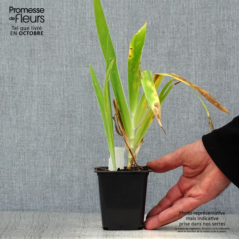 Exemplar von Belamcanda chinensis Hello Yellow - Leopardenblume Kleine Töpfe von 8/9 cm wie im Herbst geliefert