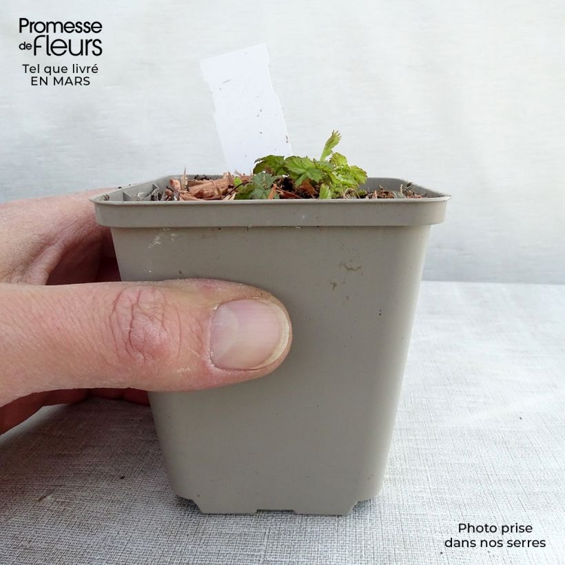 Exemplar von Geum Cocktail Alabama Slammer - Nelkenwurz Kleine Töpfe von 8/9 cm wie im Winter geliefert